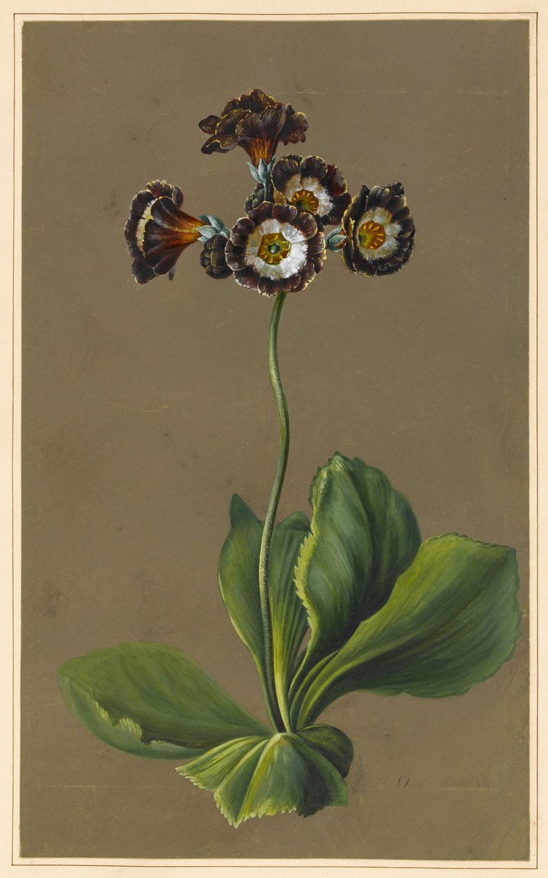 Aurícula híbrida, 1830 de Louise DOrleans