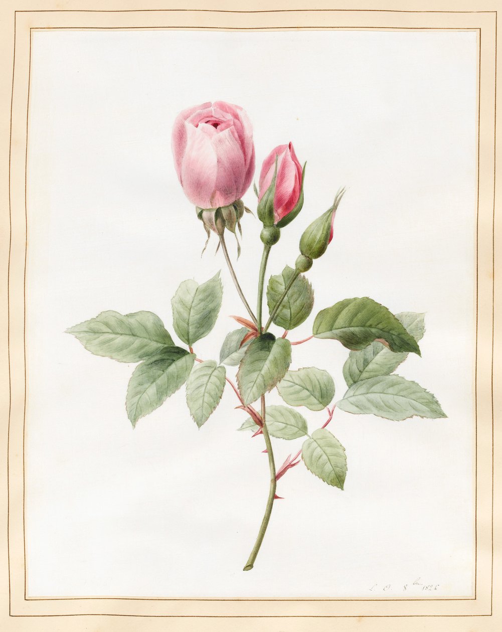 Rosa rosa y capullos, 1826 de Louise DOrleans