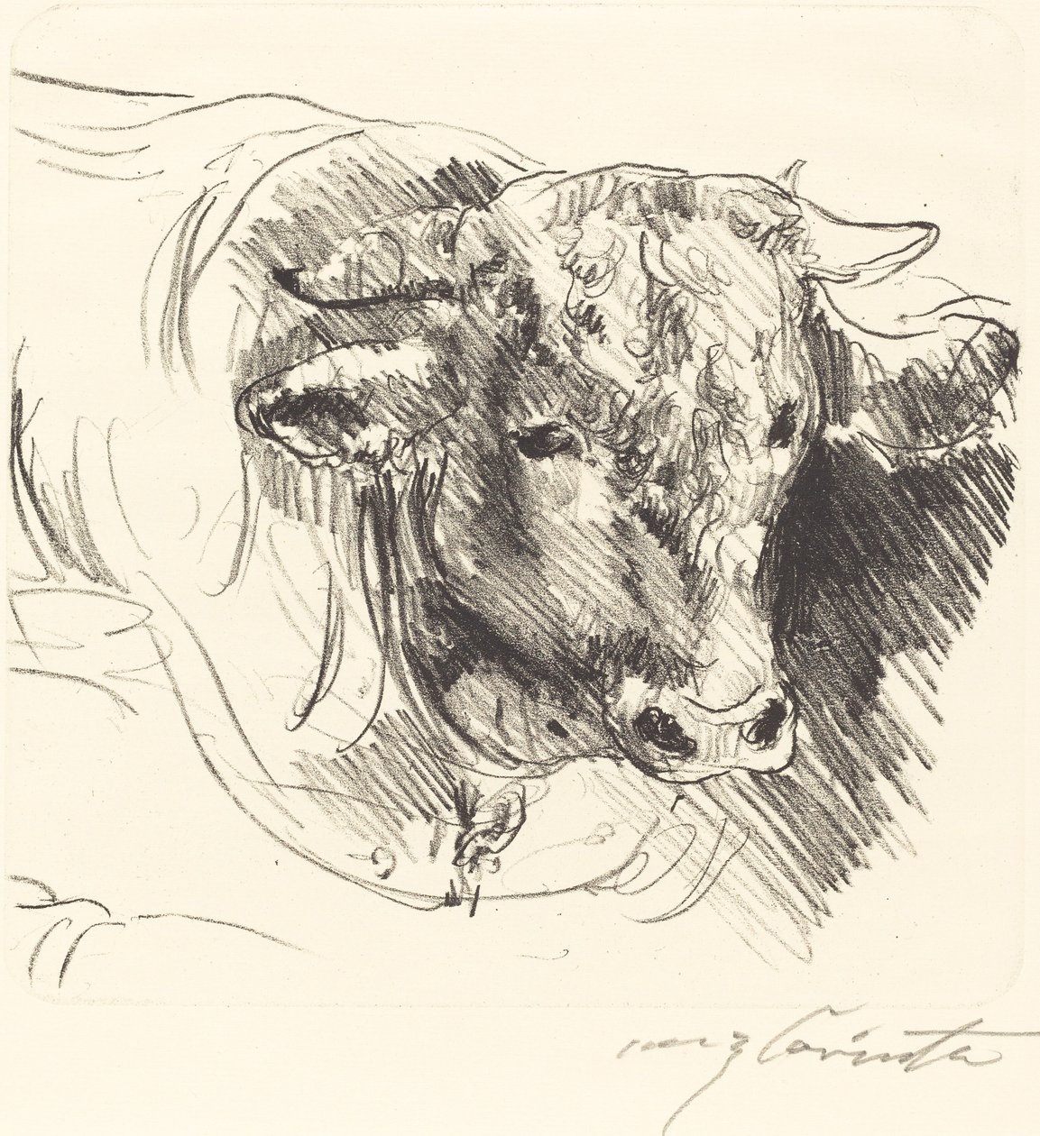 Cabeza de un toro, 1912 de Lovis Corinth