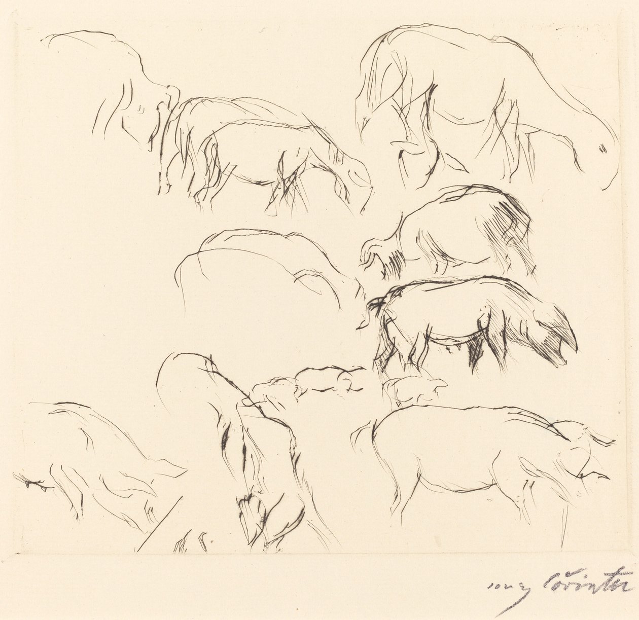 Verschiedene Tierstudien de Lovis Corinth