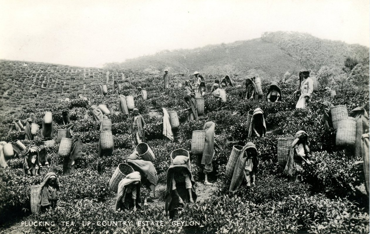 Recolectando té, finca del interior, Ceilán, c.1900-1930 de Ltd. Ceylon Plâté