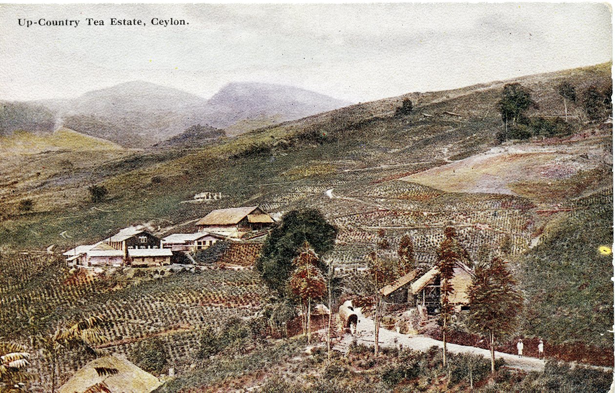Plantación de té en el interior del país, Ceilán, c.1900-20 (fotografía coloreada a mano) de Ltd. Ceylon Plâté