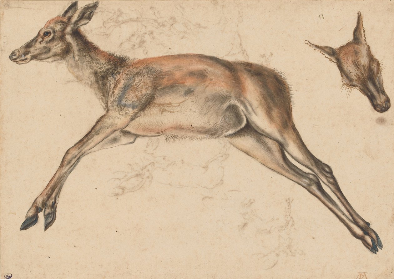 Cierva muerta, las cuatro extremidades extendidas, y cabeza de cierva de Lucas Cranach the Elder