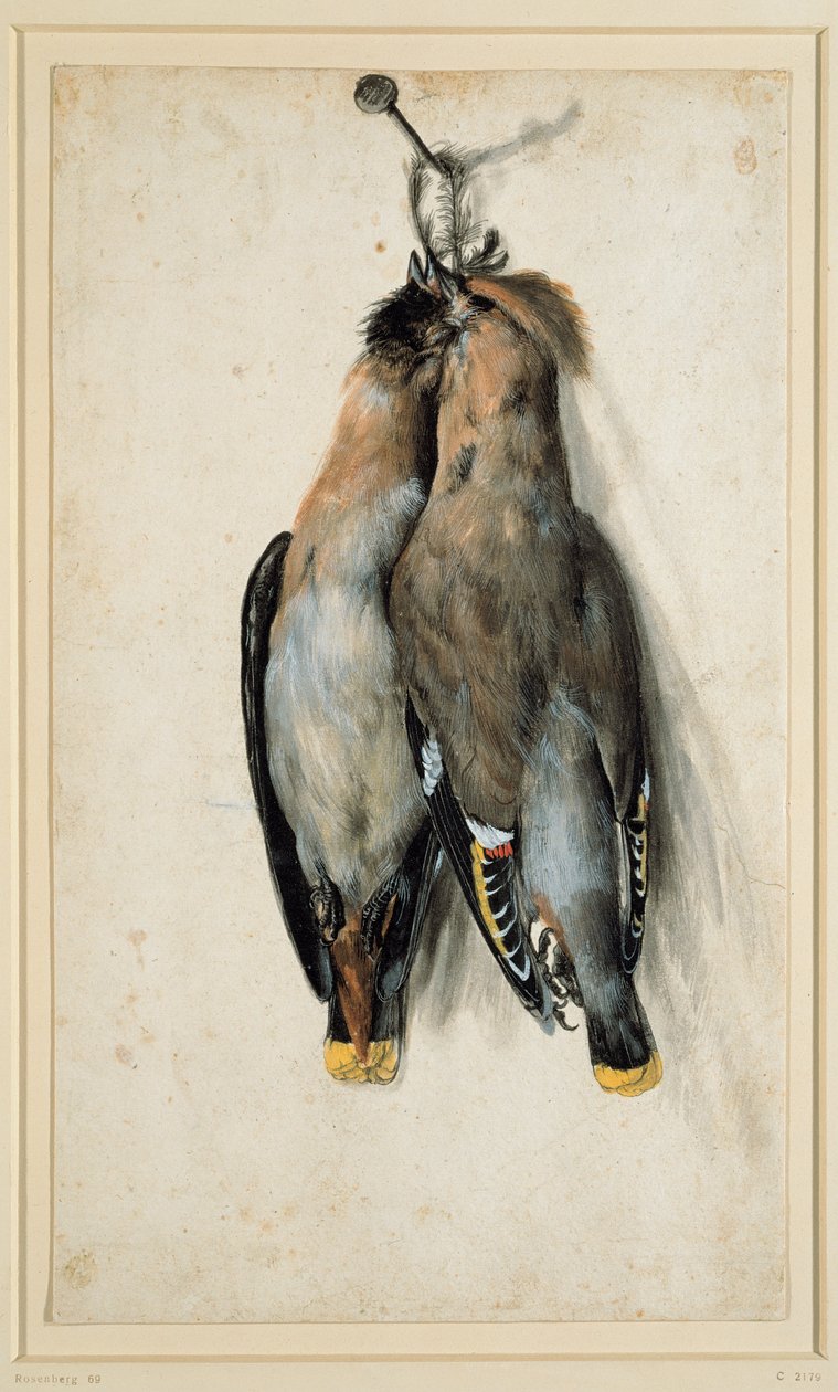 Dos ampelis europeos muertos de Lucas Cranach the Elder