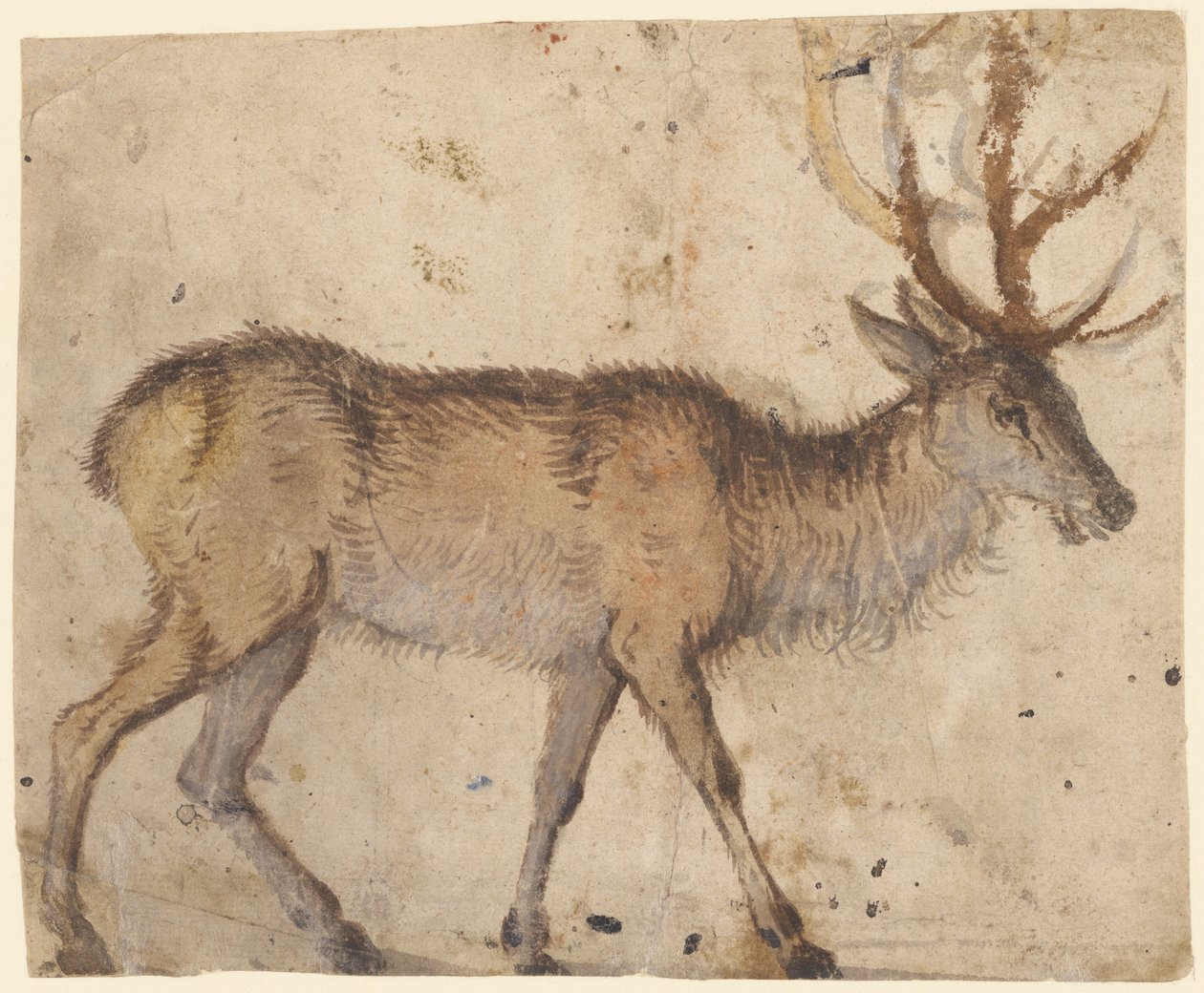 Estudio de un ciervo (anverso); Estudio de cabras (reverso) de Lucas Cranach the Elder