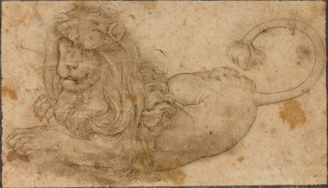 Estudio de un león de Lucas the Elder Cranach