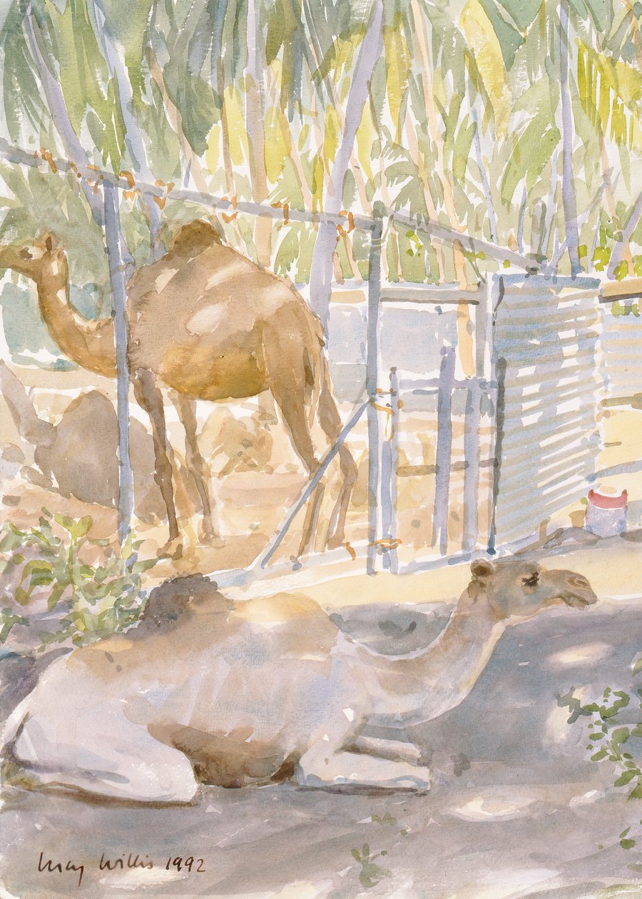 Camellos en Descanso, Salala (Omán) de Lucy Willis