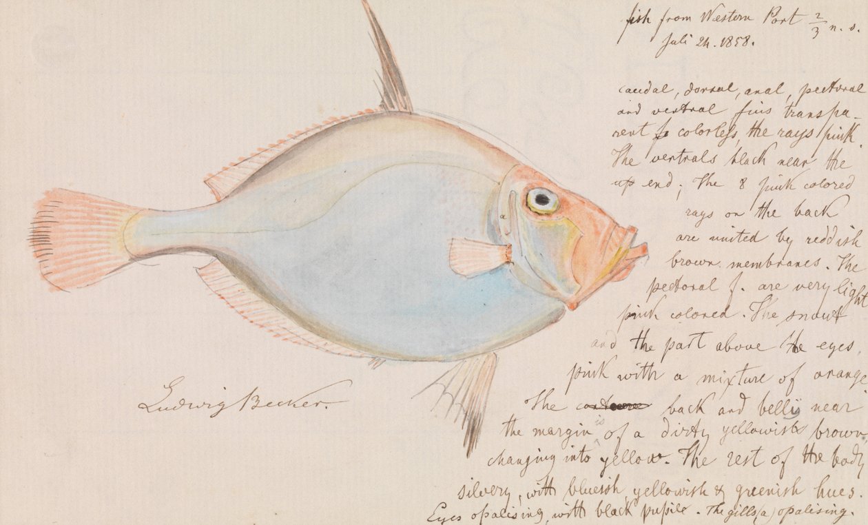 Dorado plateado, Cyttus australis de Ludwig Becker