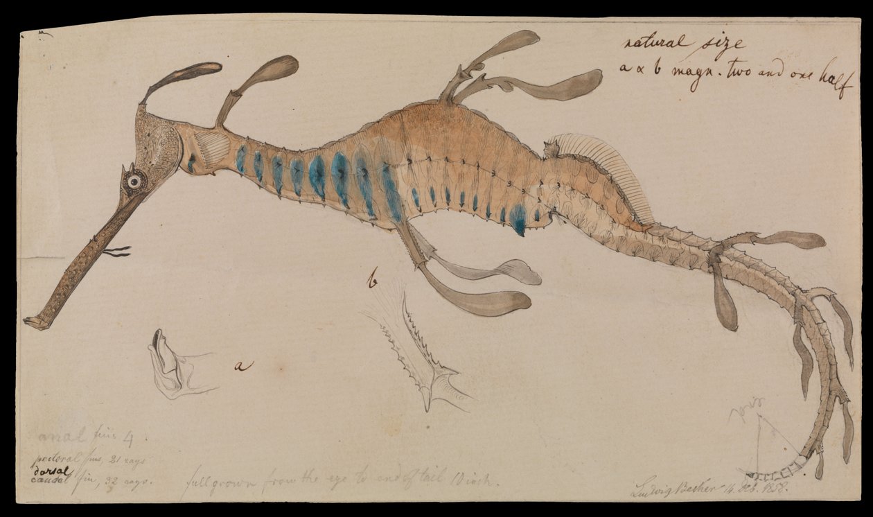 Dragón de Mar Alga, Phyllopteryx foliatus de Ludwig Becker