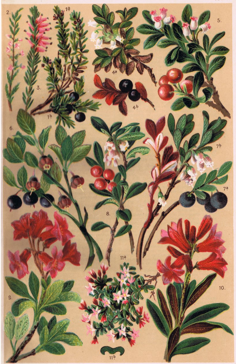 Plantas Alpinas, ilustración de 