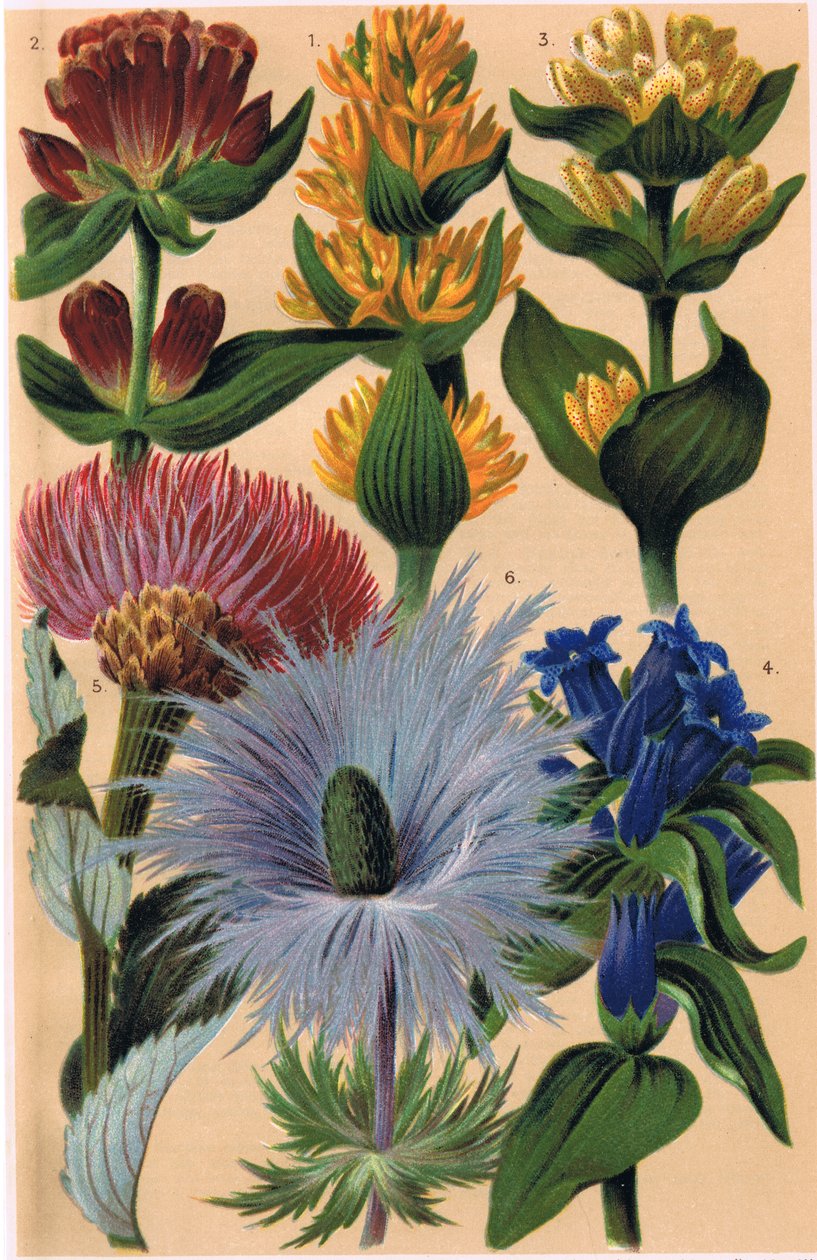 Plantas alpinas, ilustración de 