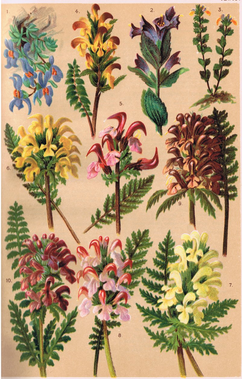 Plantas Alpinas, ilustración de 