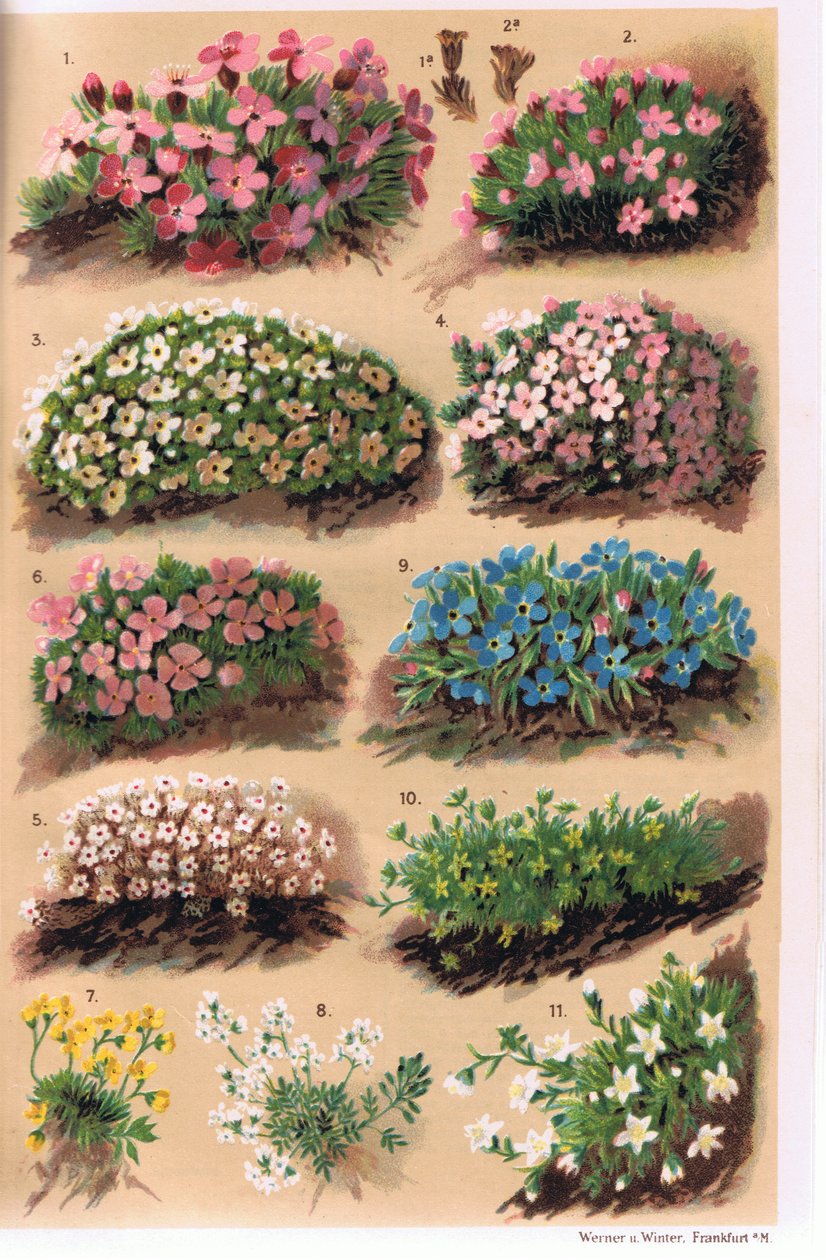 Plantas alpinas, ilustración de 