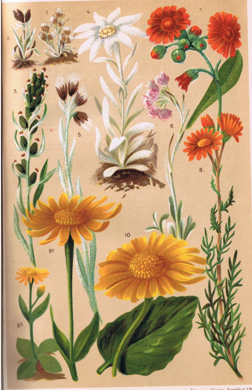 Plantas alpinas, ilustración de 