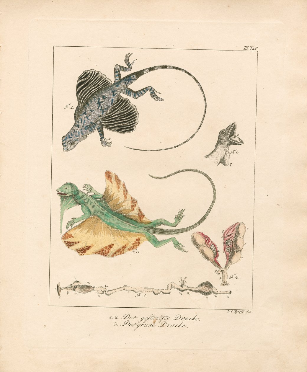 Los dragones voladores y su anatomía (grabado en cobre coloreado a mano) de Ludwig Christoph Tyroff