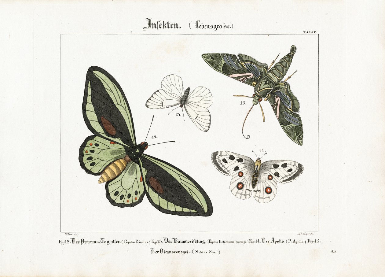 Las mariposas y la polilla halcón del adelfar de Ludwig Meyer