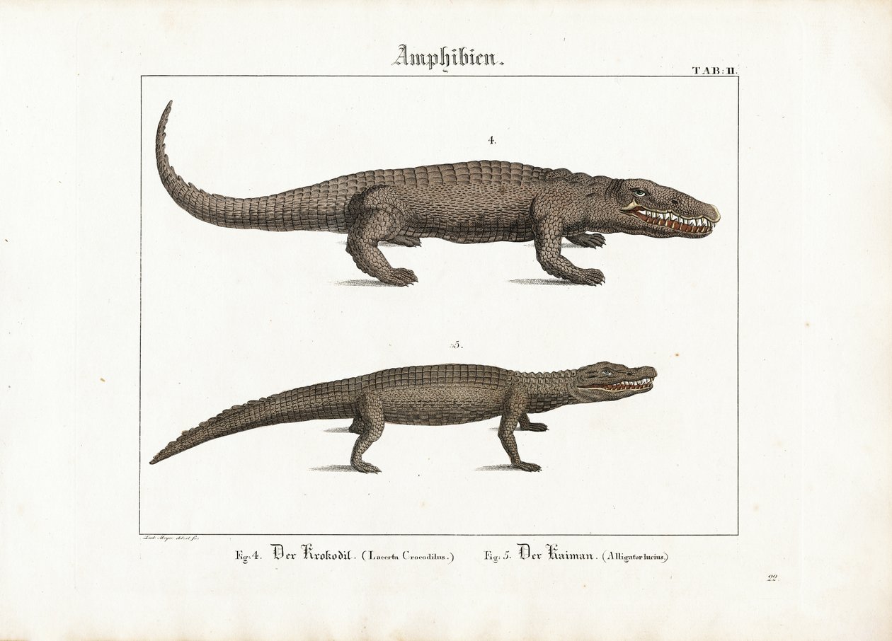 Cocodrilo y caimán de Ludwig Meyer