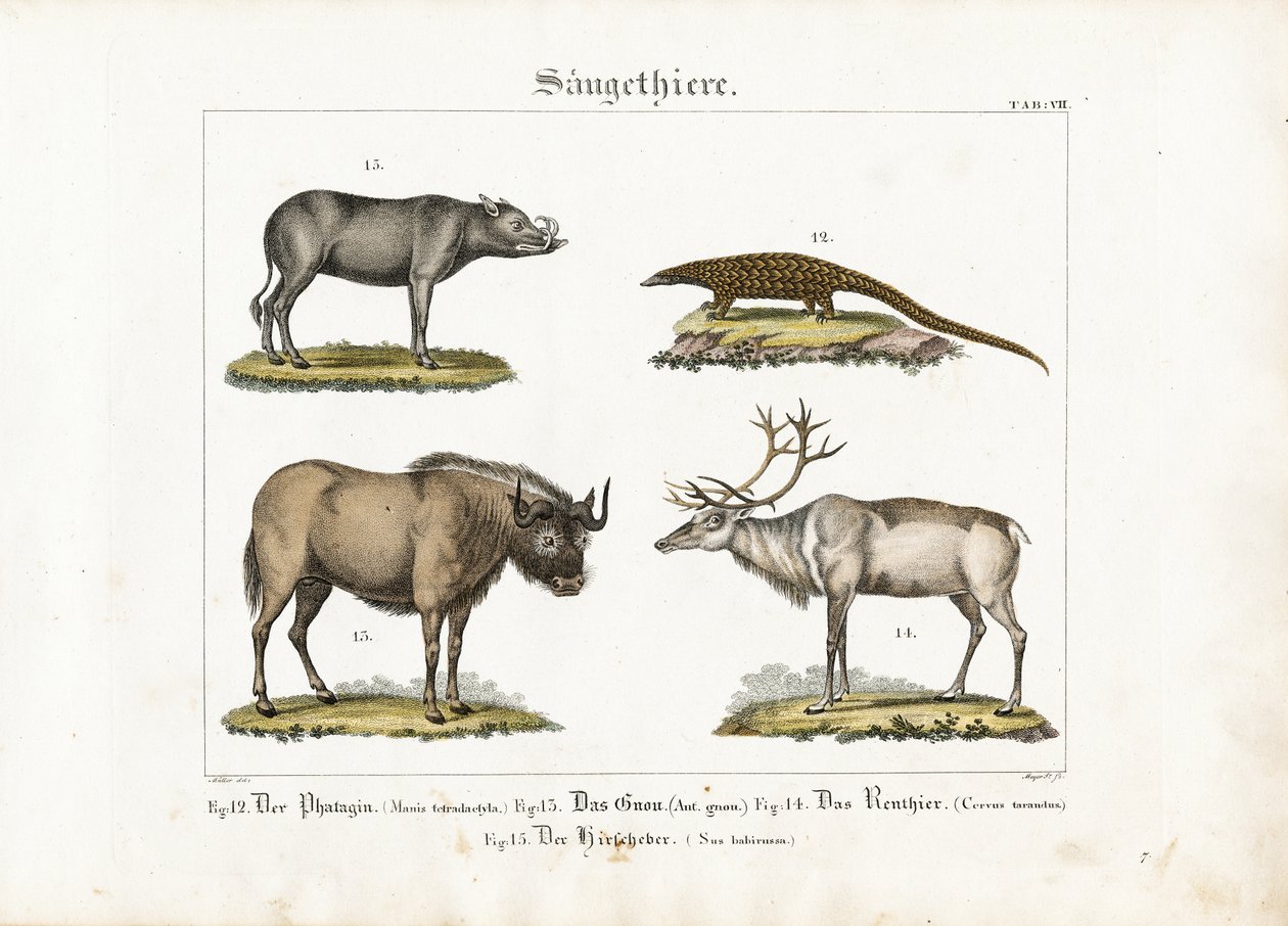  de Ludwig Meyer