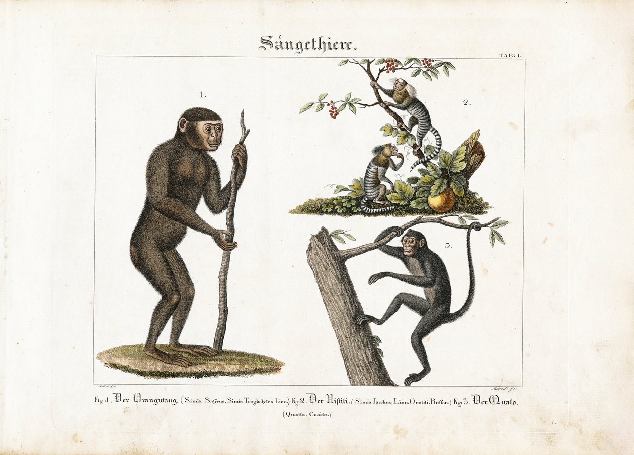 Primates: Orangután, tití común y mono araña de Ludwig Meyer