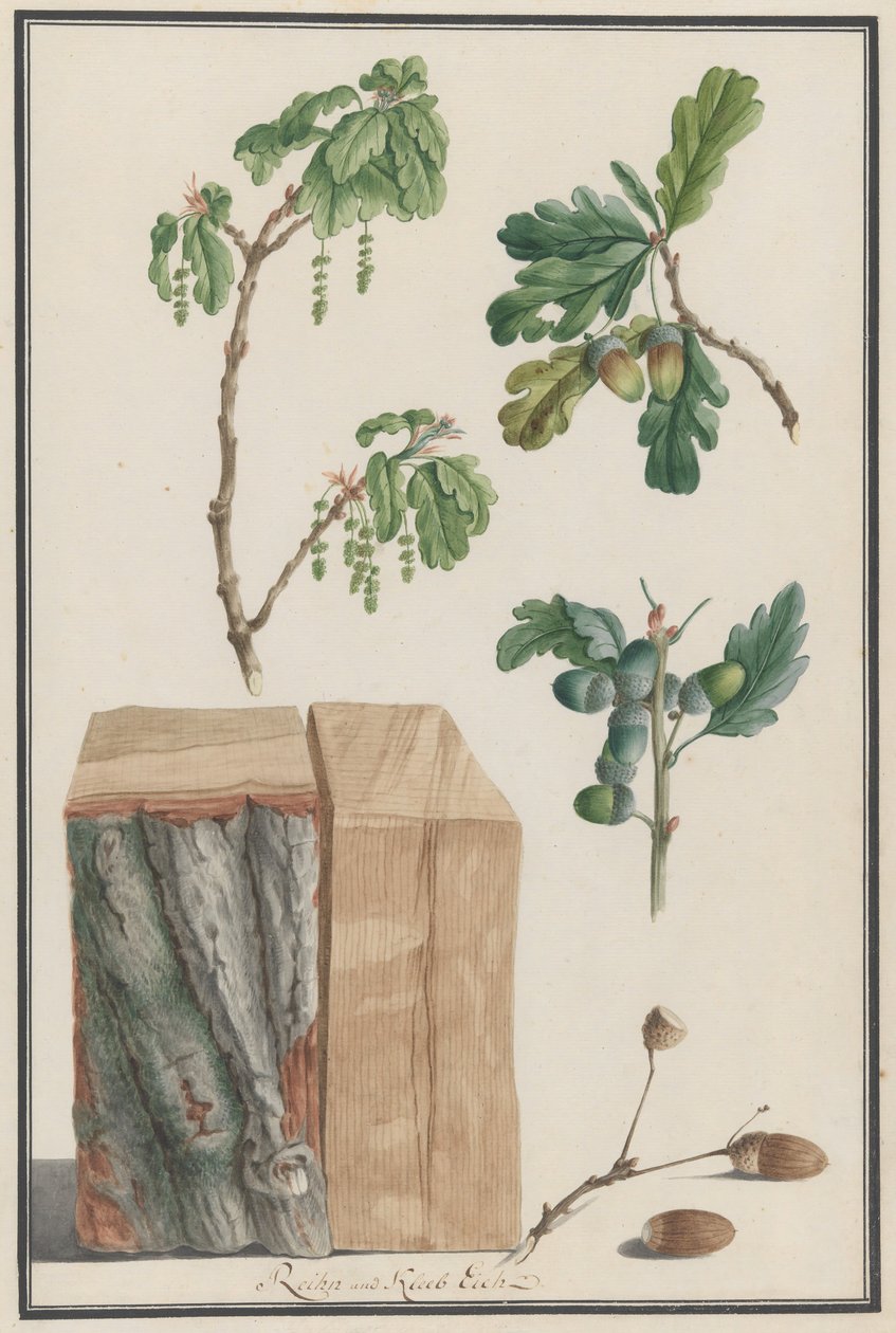Estudios de las flores, frutos y tronco de un roble inglés Quercus robur, 1788 de Ludwig Pfleger