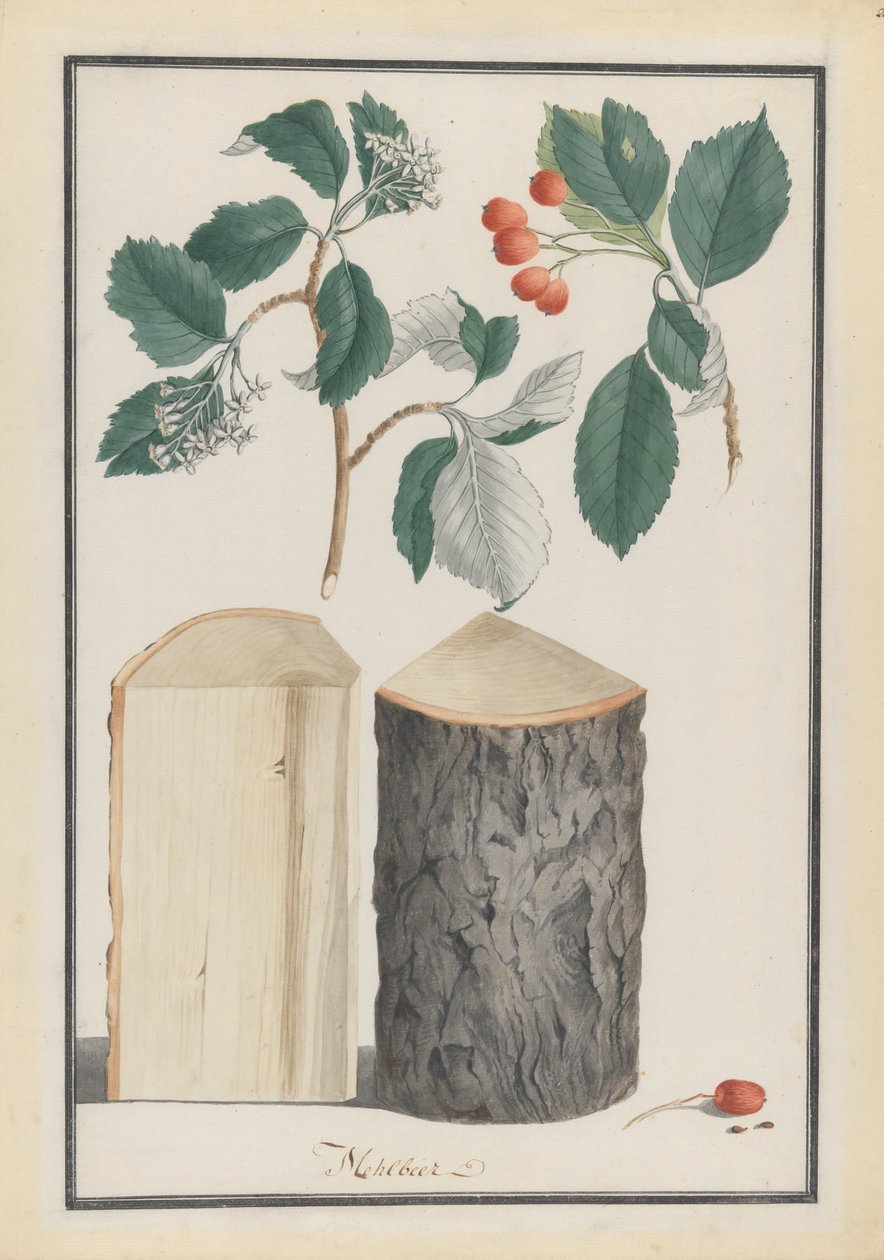 Estudios de las hojas, flores, frutos y tronco de un serbal blanco Sorbus subgenus Aria, 1788 de Ludwig Pfleger