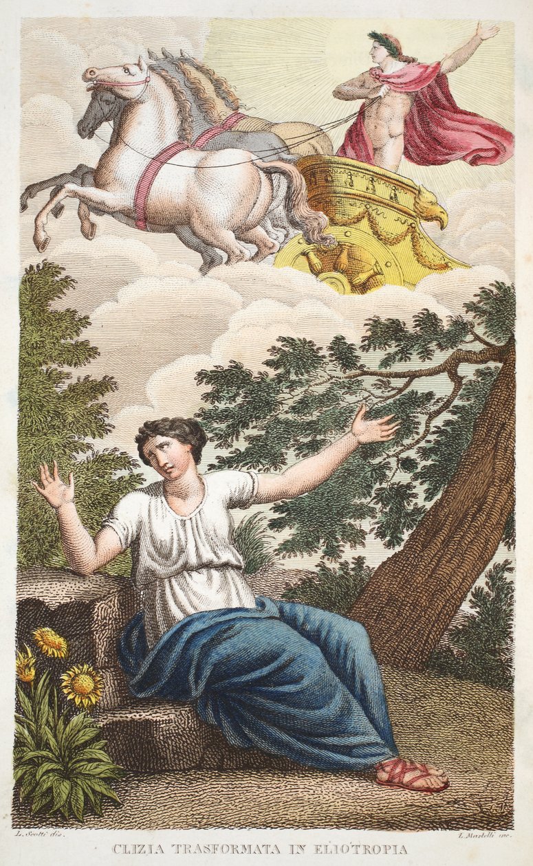 Clytie transformada en flor o Clizia transformada en heliotropio, Libro IV, ilustración de las Metamorfosis de Ovidio, Florencia, 1832 de Luigi Ademollo