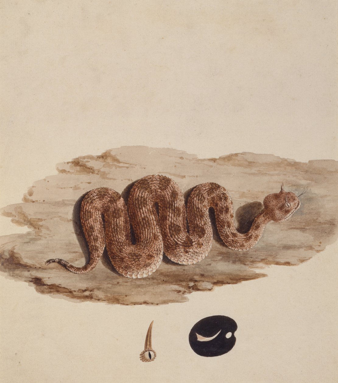 Cerastes: Número Uno (una Serpiente) de Luigi Balugani