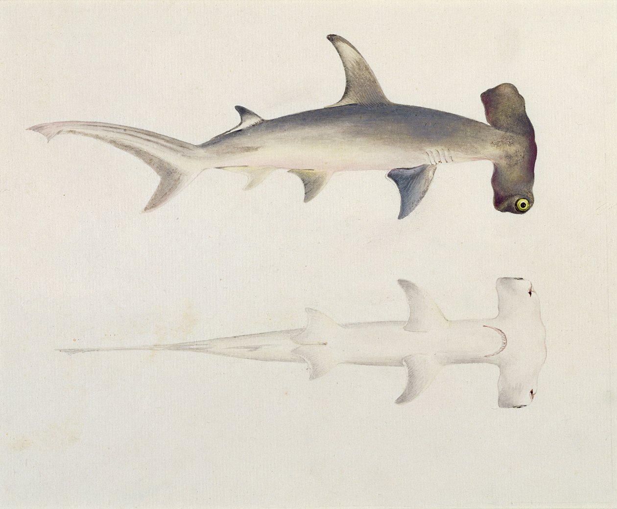 Un tiburón martillo, Loheia, anteriormente atribuido a James Bruce (1730-94) de Luigi Balugani