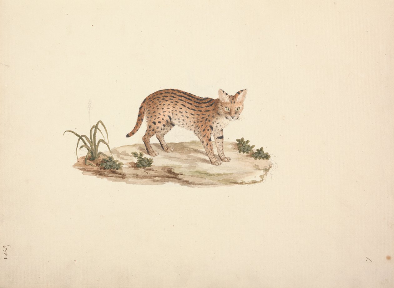 Gato montés africano o serval de Luigi Balugani