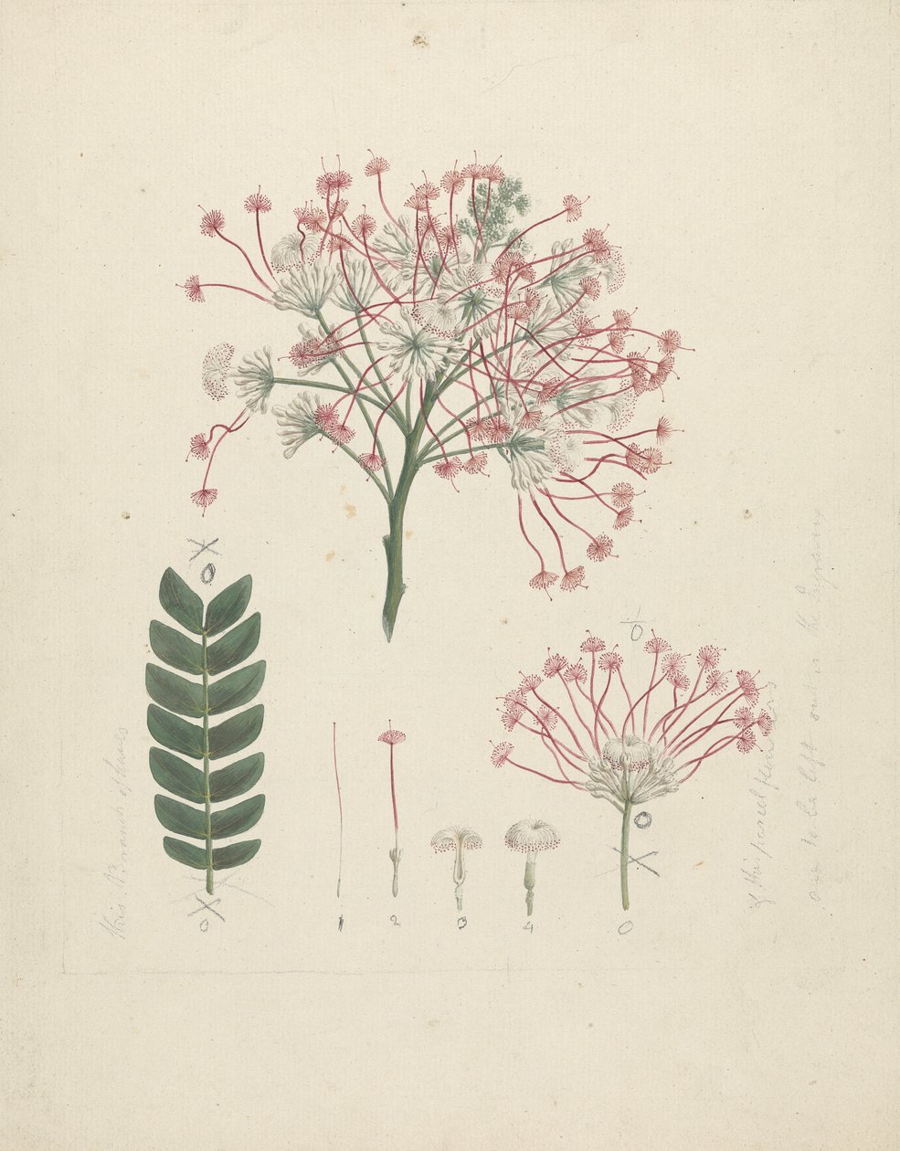 Albizia gummifera (J.F. Gmel.) C.A. Sm. (Albizia gummifera): dibujo acabado de la cabeza floral del brote, con detalles de la inflorescencia, los flósculos y la hoja de Luigi Balugani