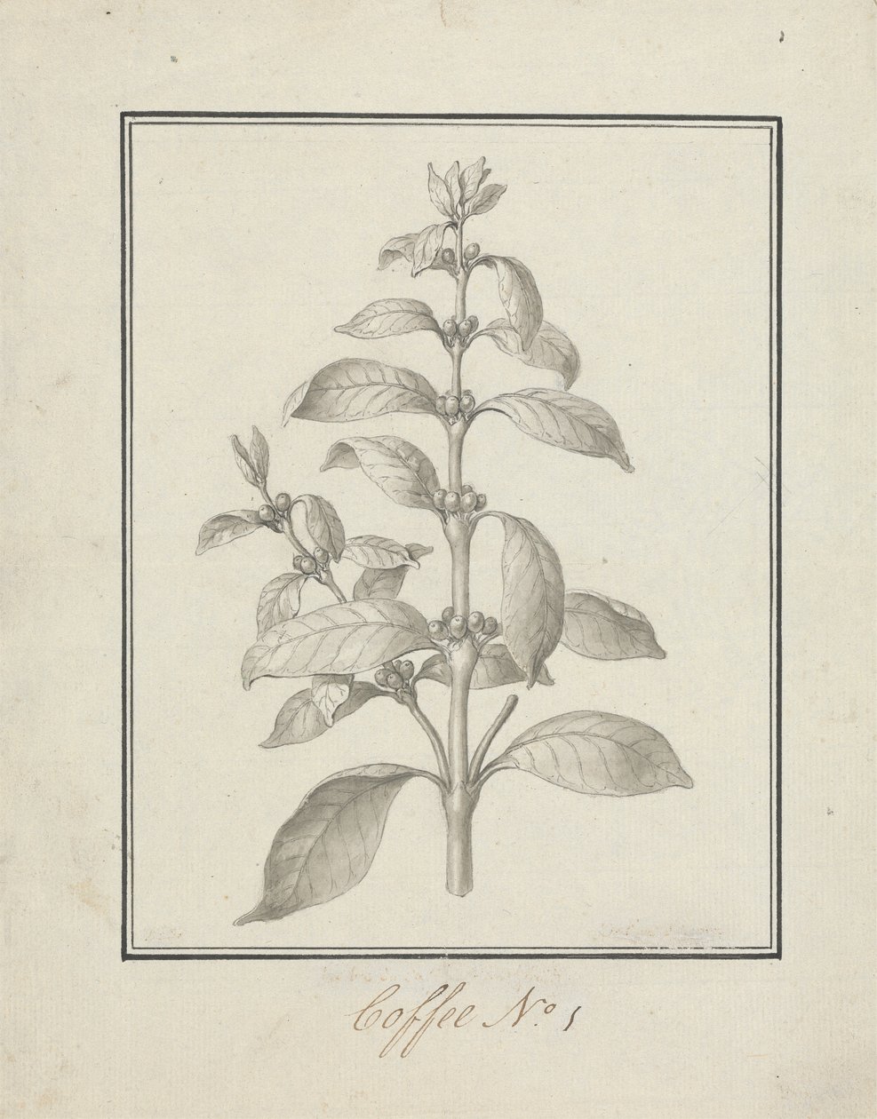 Coffea arabica L. (Café Arábica): dibujo acabado de brotes foliares y bayas de Luigi Balugani
