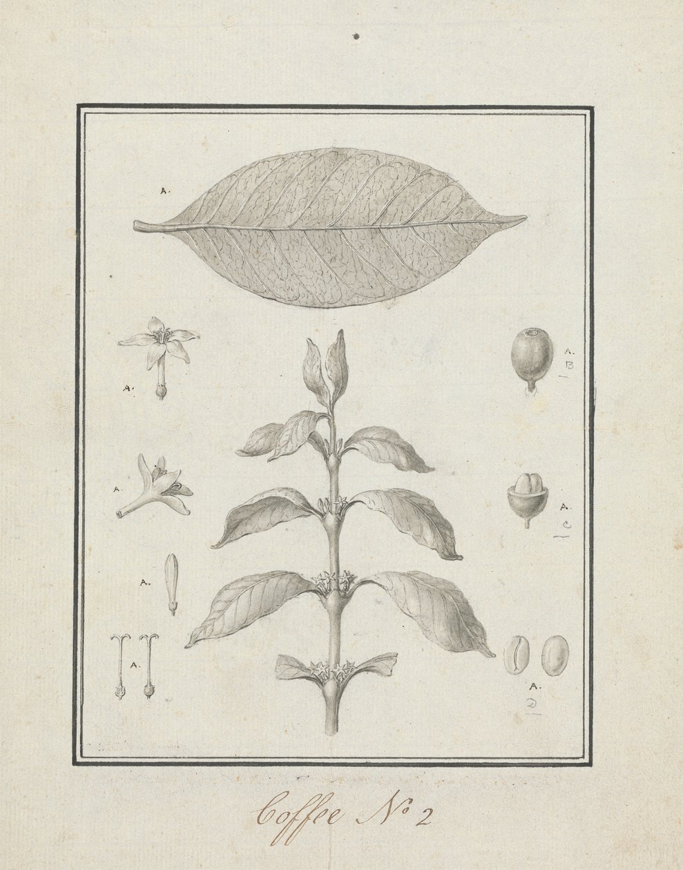 Coffea arabica L. (Café arábica): dibujo acabado de brote frondoso, con detalles de flores, hoja y frutos. de Luigi Balugani