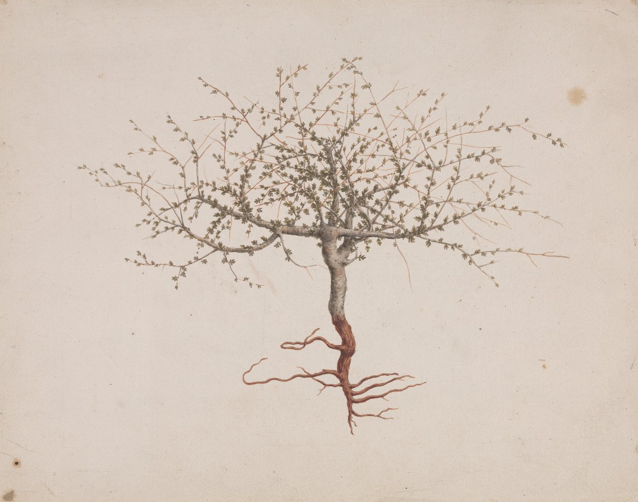 Commiphora gileadensis (L.) C. Chr. (Bálsamo de Galaad, Opobalsam): dibujo acabado si hábito del árbol (con raíces). de Luigi Balugani