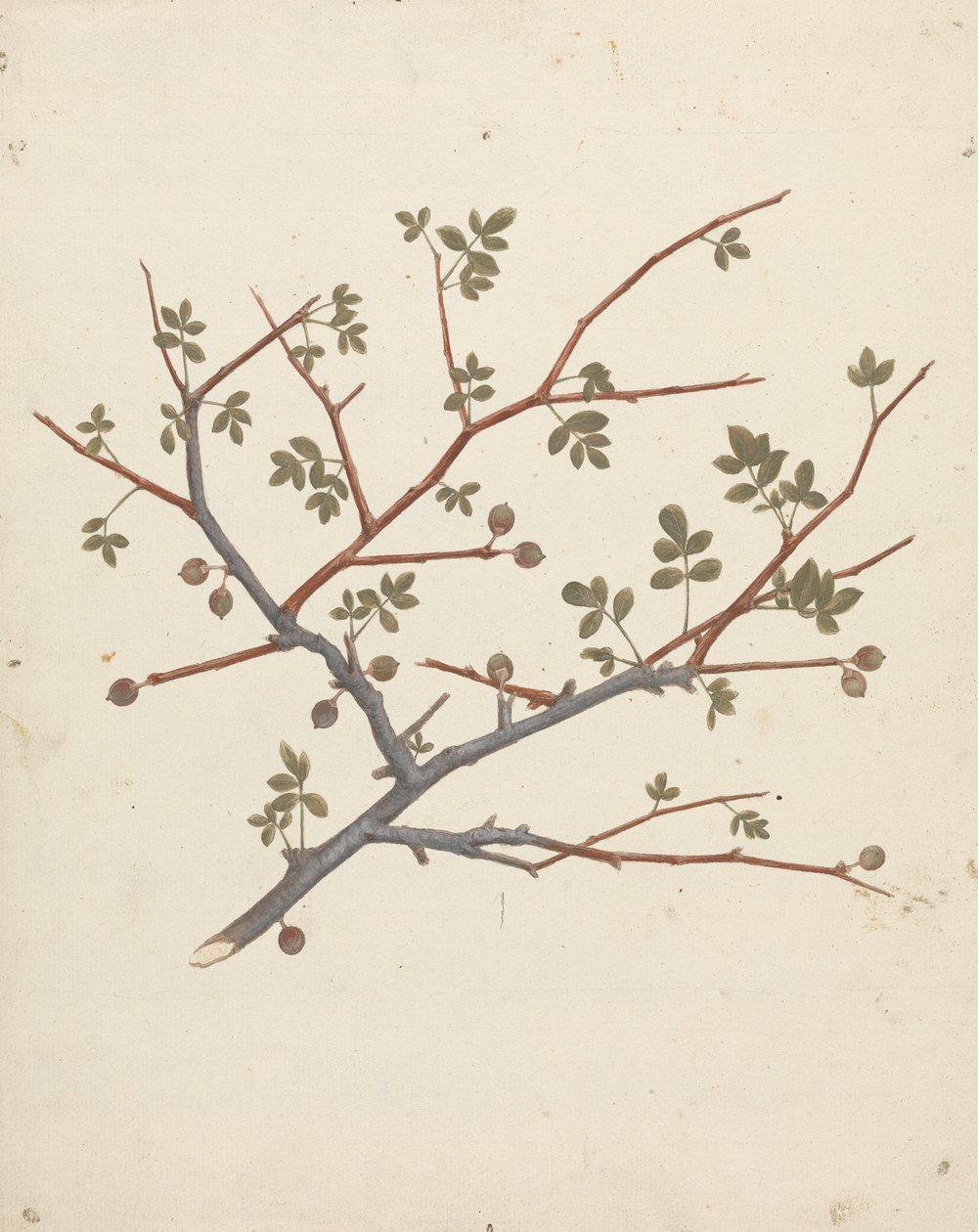 Commiphora gileadensis (L.) C. Chr. (Bálsamo de Gala, Opobalsam): dibujo acabado de la rama fructífera de Luigi Balugani