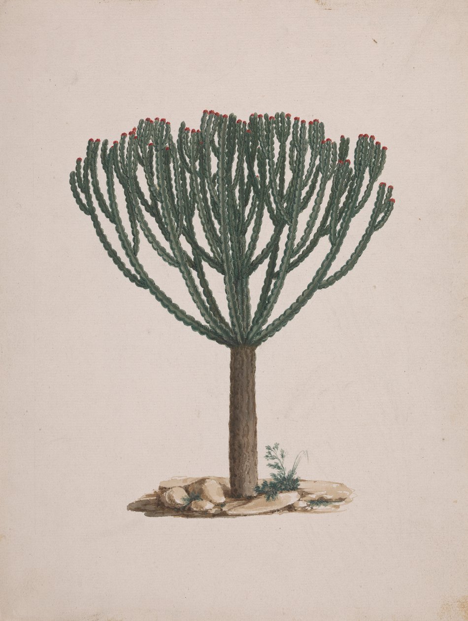 Euphorbia abyssinica J.F. Gmel. (Ethiopian Tree-Spurge): dibujo acabado del porte del árbol de Luigi Balugani