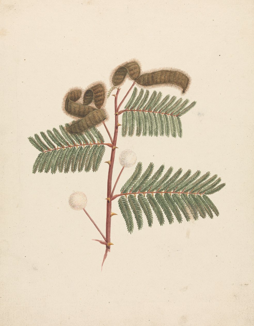Mimosa pigra (L.): dibujo acabado de Luigi Balugani