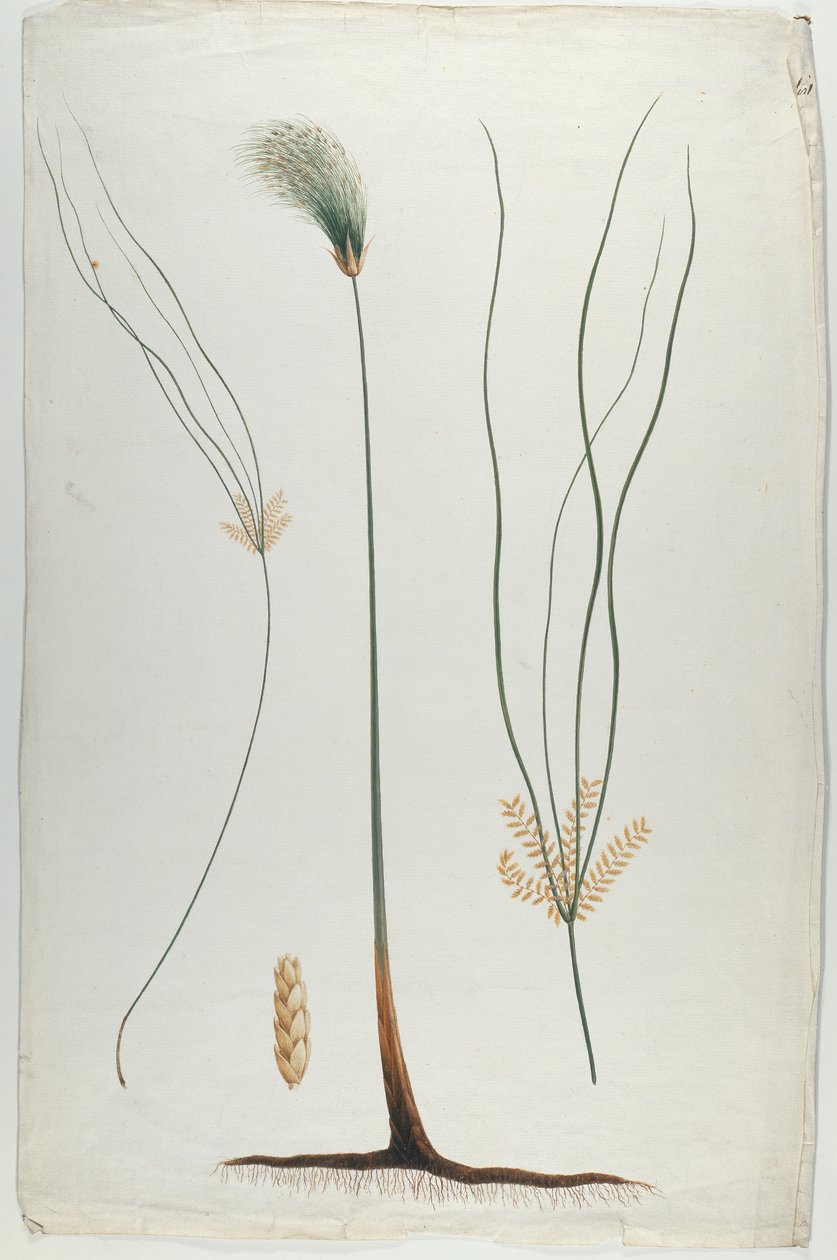 Papiro (Detalle de planta y raíz), después de James Abyssinian Bruce (1730-94) de Luigi Balugani