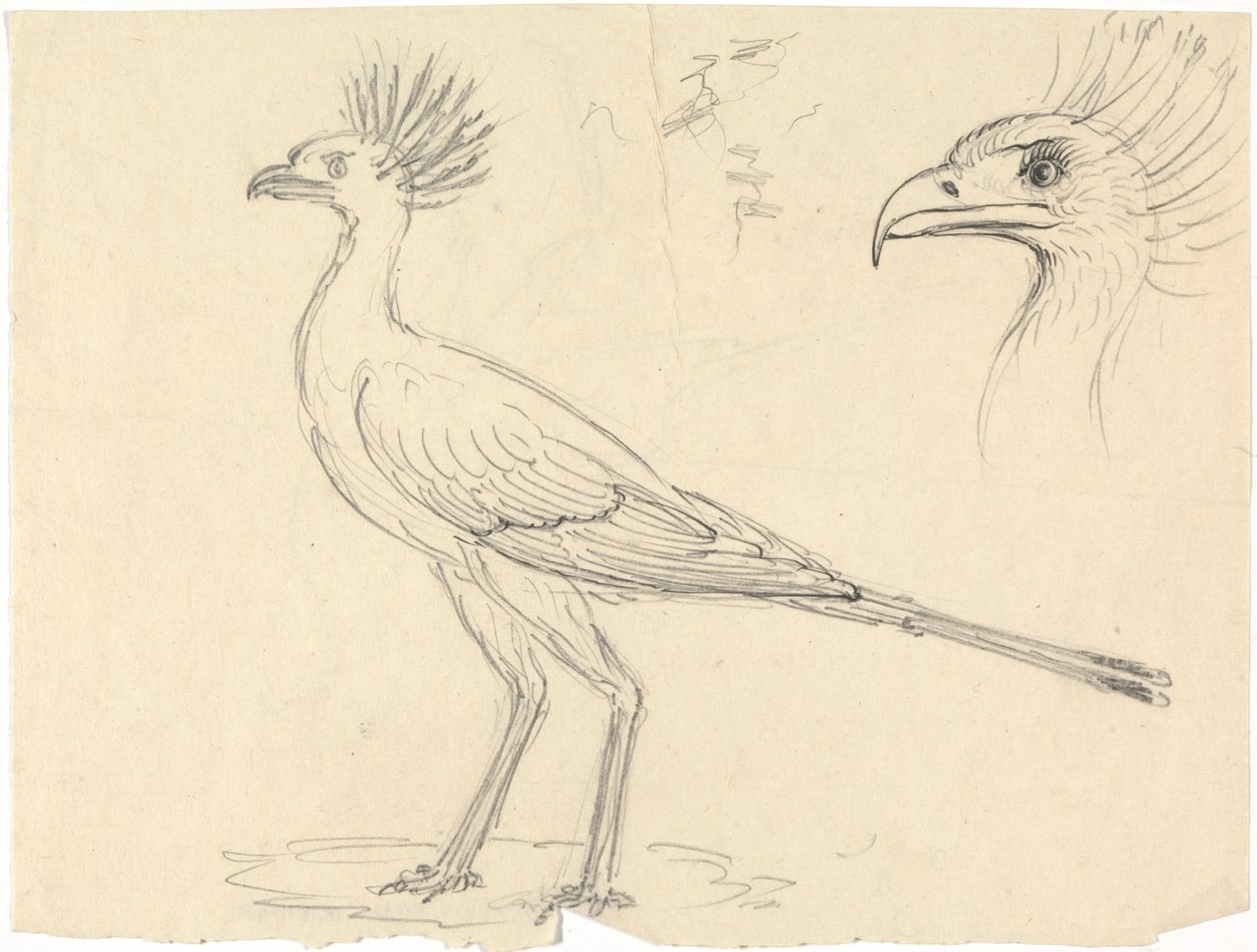 Secretario Bird de Luigi Balugani