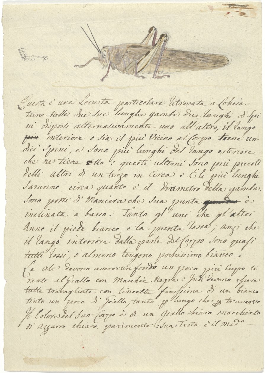 Estudio de un saltamontes, de Miscellaneous Sketches in Wrapper de Luigi Balugani