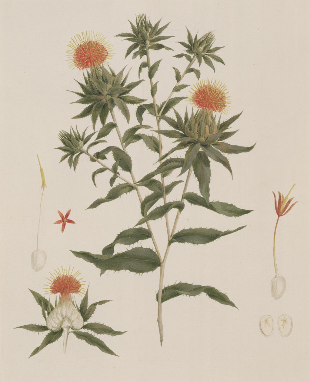 Sussa (Hojas, Flores y Detalles) anteriormente atribuido a James Bruce (1730-94) de Luigi Balugani