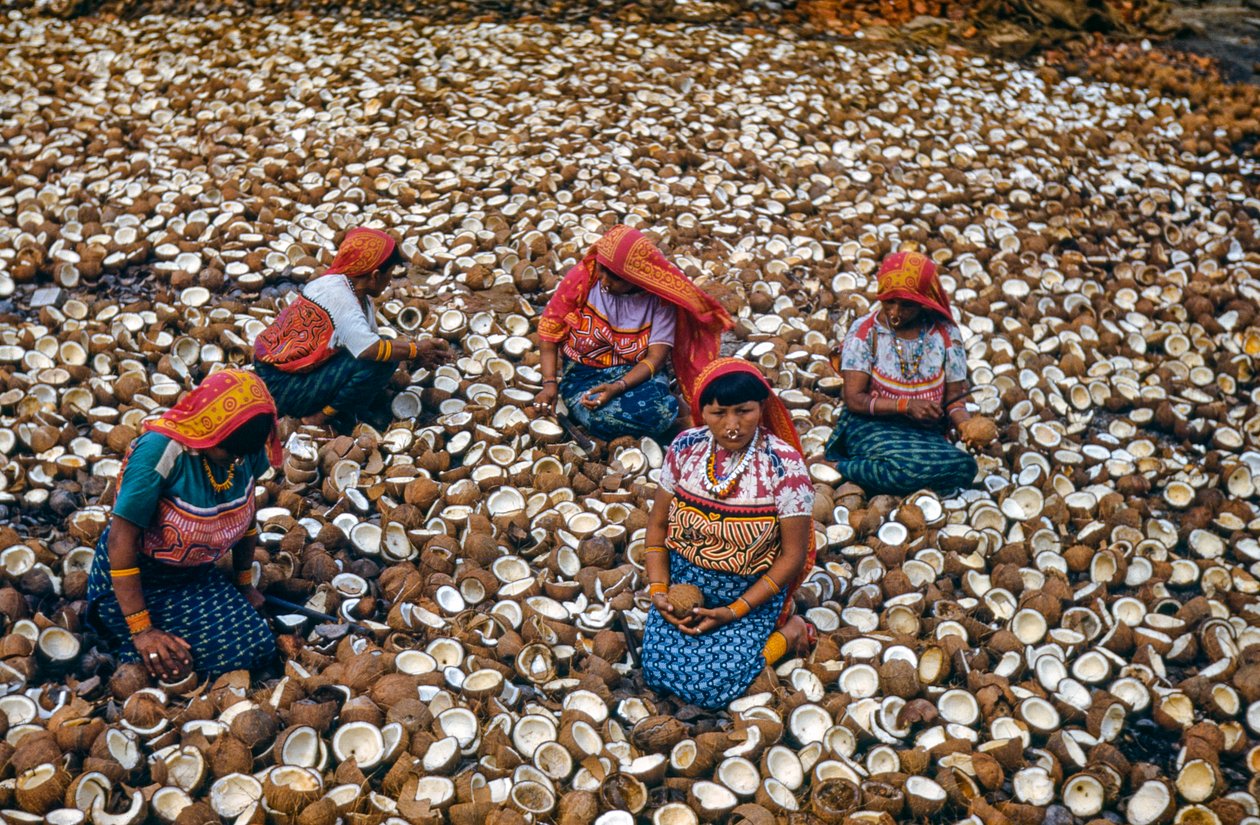 Indígenas del Archipiélago Mulatas de las Islas San Blas parten cocos para obtener copra... de Luis Marden