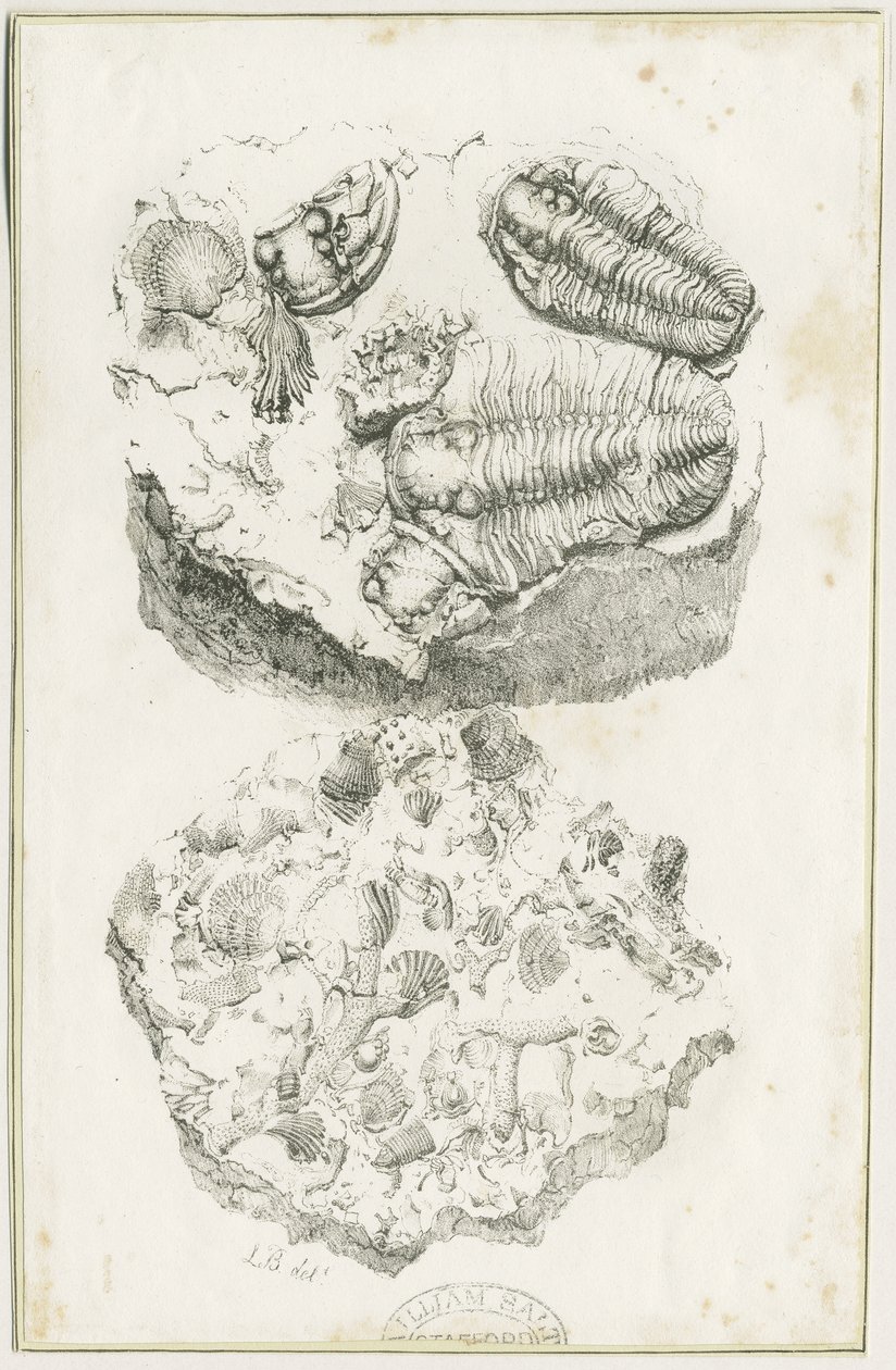 Dudley - Fósiles: litografía, s.f. [c. 1825] de Luke Booker