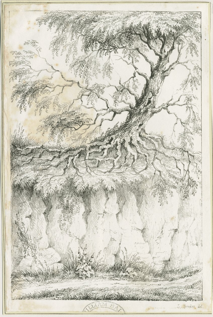 Dudley - Árbol: litografía, s.f. [c. 1825] de Luke Booker