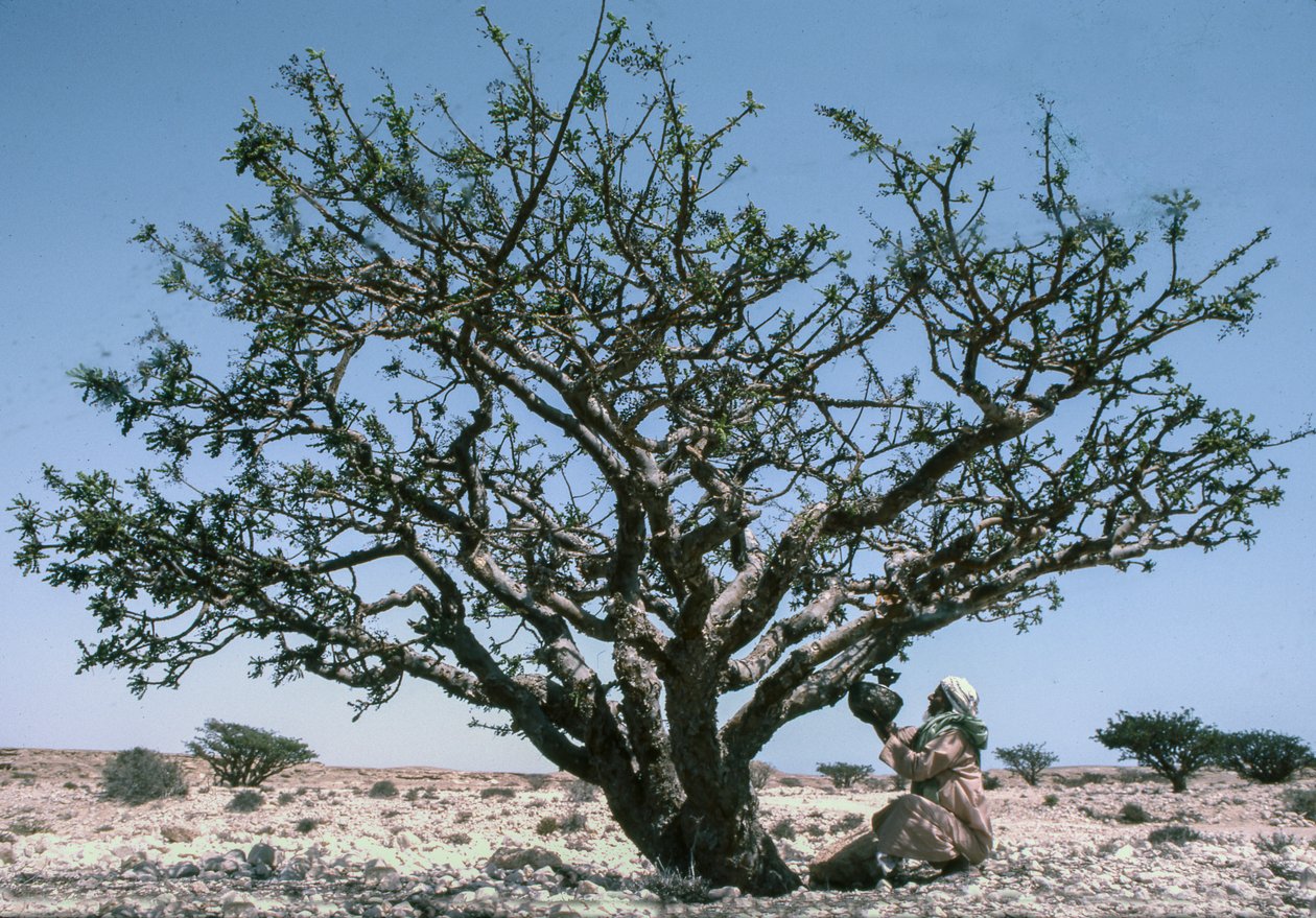 Hombre recogiendo resina de incienso (olíbano) de un árbol de Boswellia en Omán. de Lynn Abercrombie