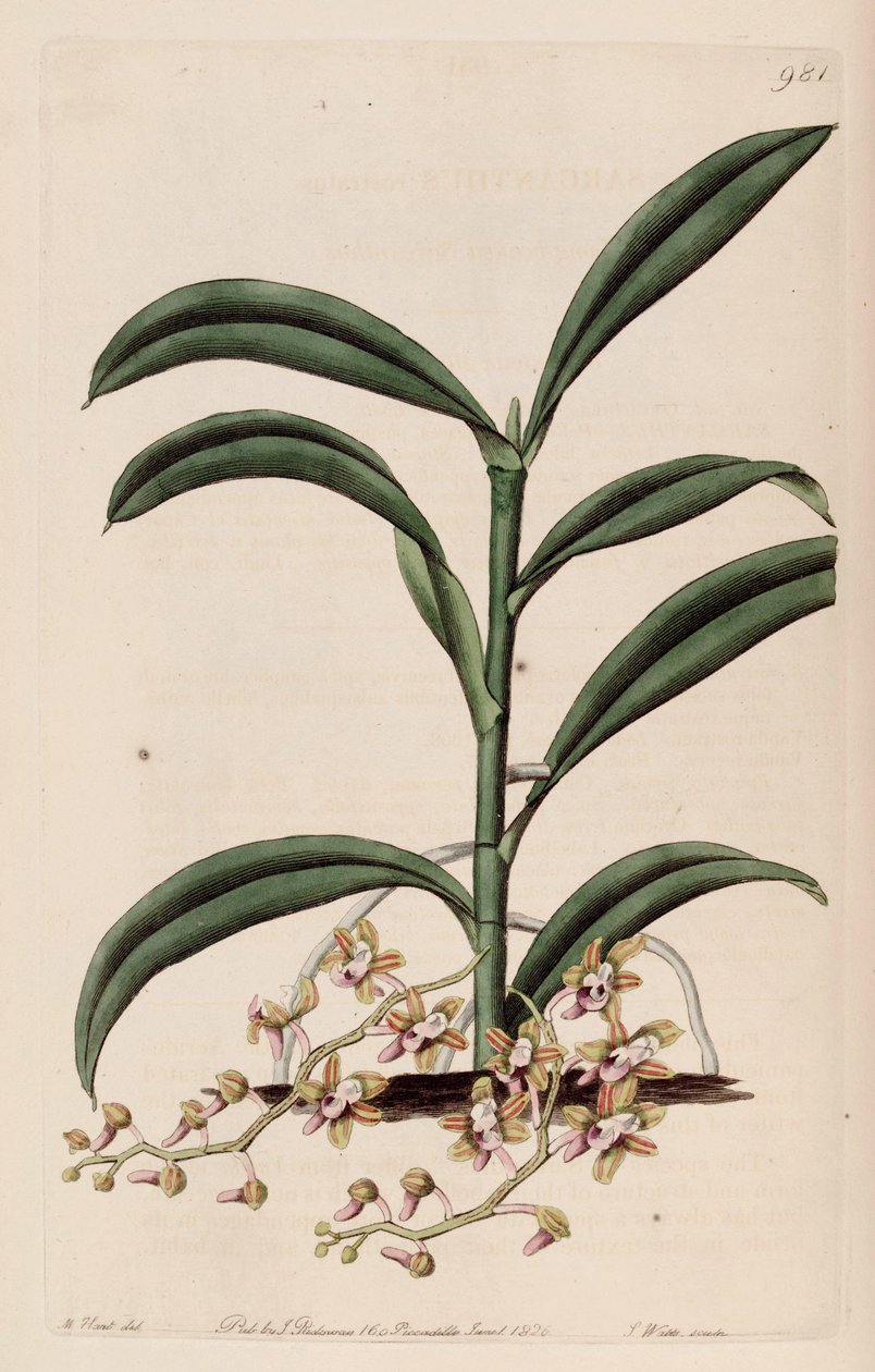 Ilustración de Cleisostoma recurvum (como sin. Sarcanthus rostratus) de M. Hart