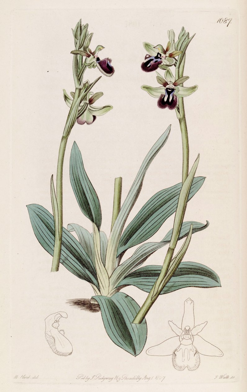 Ilustración de Ophrys sphegodes subsp. atrata (como sin. Ophrys atrata) de M. Hart