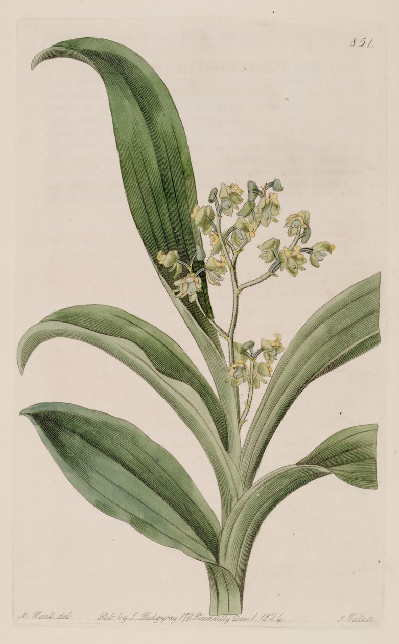 Ilustración de Polystachya puberula de M. Hart