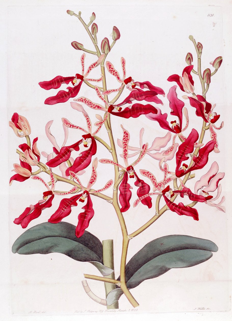 Ilustración de Renanthera coccinea de M. Hart