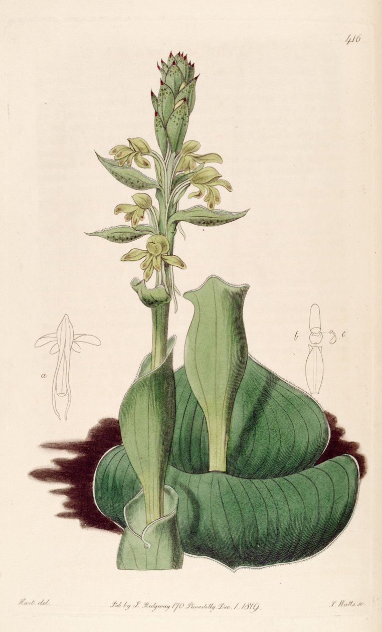 Ilustración de Satyrium bicorne (como sin. Satyrium cucullatum) de M. Hart