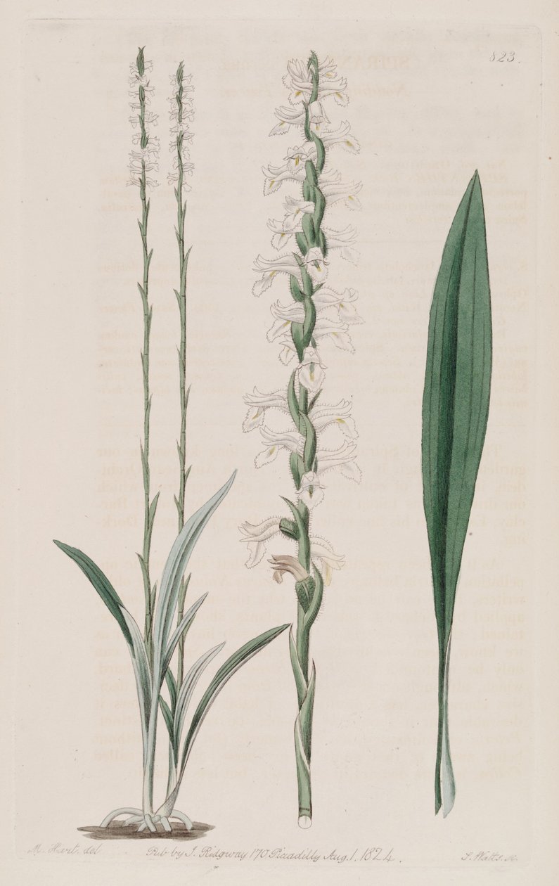 Ilustración de Spiranthes cernua de M. Hart